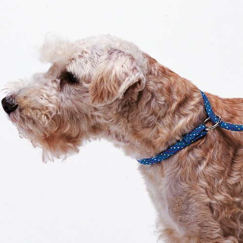 Correa Sport Gc Ferplast