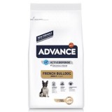 Advance French Bulldog