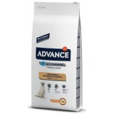 Advance Labrador