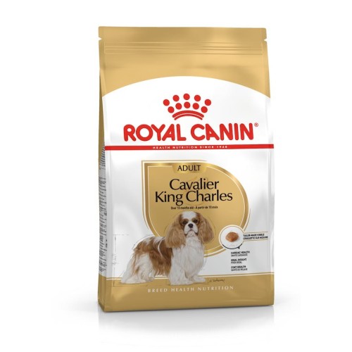 Cavalier King Charles Adult