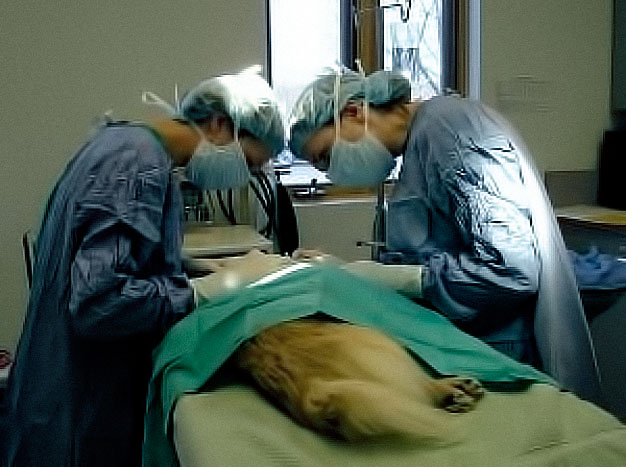 veterinarios operando